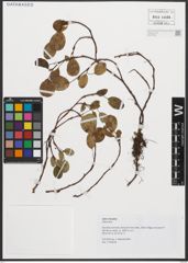 Foto von Salix reticulata L.